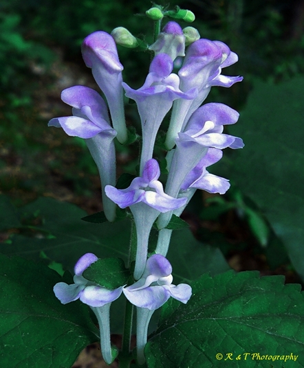 {Scutellaria montana}